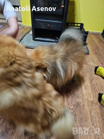 Мини немски шпиц-Померан, снимка 3 - Шпиц - 52797251