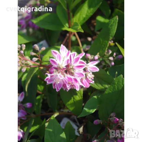 Deutzia hybrida Strawberry Fields Дойция Ягодова ливада, снимка 2 - Градински цветя и растения - 49085297