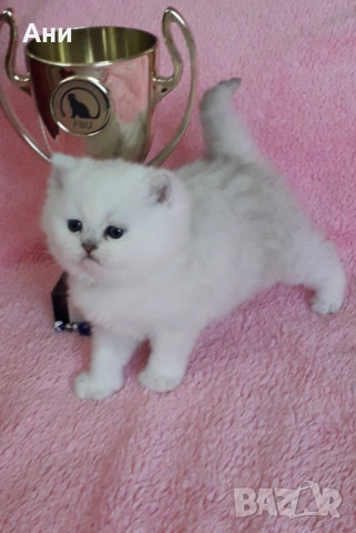 КОТЕНЦА МЕЧТА, снимка 2 - Британска късокосместа - 54244948