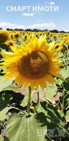 Продава земеделска земя - 10 дка - с. ЕНИЦА, общ. Кнежа