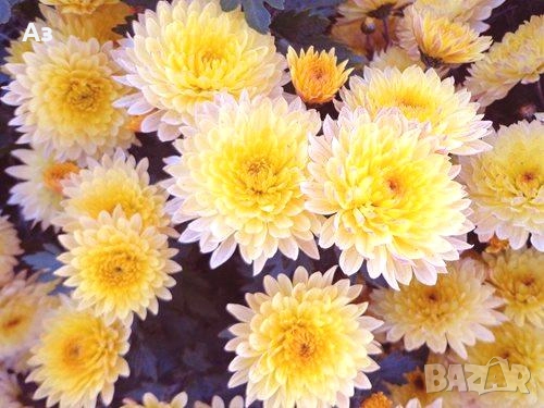 Продавам хризантеми – корени със стъбло за есенно засаждане, снимка 10 - Разсади - 52242527