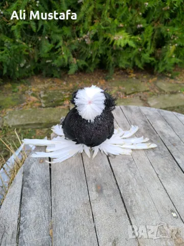 Бухари , снимка 2 - Гълъби - 48210642