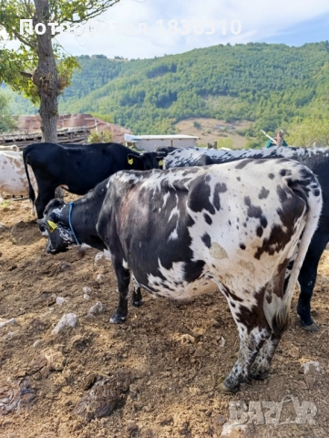 Крава, снимка 4 - Крави - 51640264