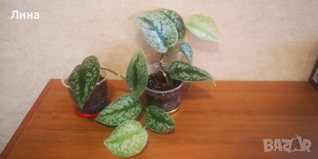 Сциндапсус екзотика/Scindapsus exotica, Silvery Ann Pothos? /, снимка 3 - Стайни растения - 42868087