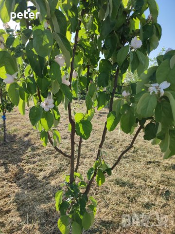 Овощна градина , снимка 6 - Земеделска земя - 38065060