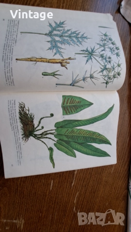 Атлас на лечебните растения в България, снимка 3 - Специализирана литература - 52263950