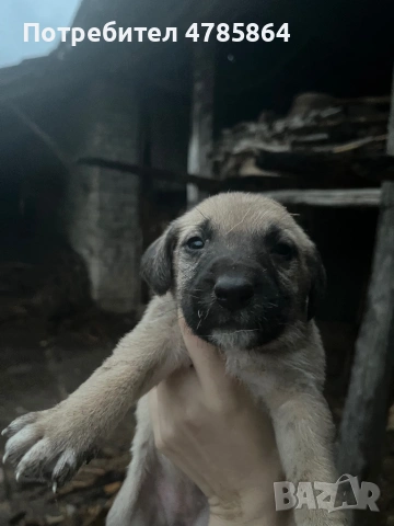 Подаряваме кученца, снимка 4 - Други - 54070711