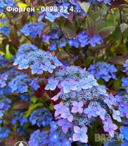   Хортензия „Бурса“ – компактна планинска хортензия
