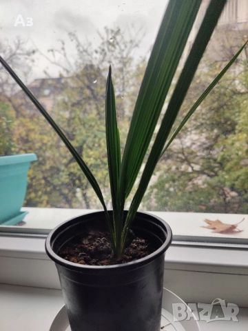 Продавам Финикови палми – 7 броя, малки