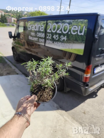 Лавандула - Разсад     При покупка на 5 бр - 1 бой подарък При покупка на 10 бр - 3 броя подарък, снимка 5 - Разсади - 37824400