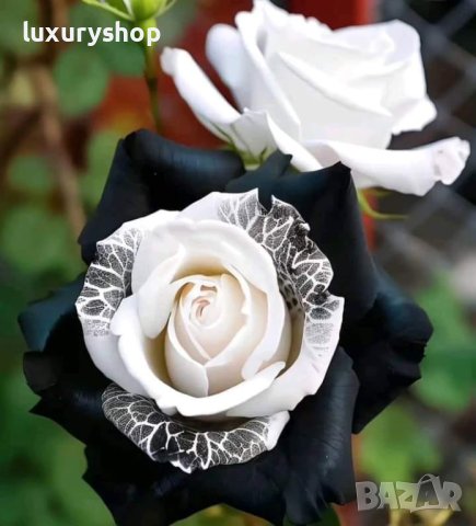 Корени готови за засаждане ” Черна Роза ”, " Нефрит ", " Дъгова " внос Холандия, сертифицирани, снимка 2 - Градински цветя и растения - 42235626