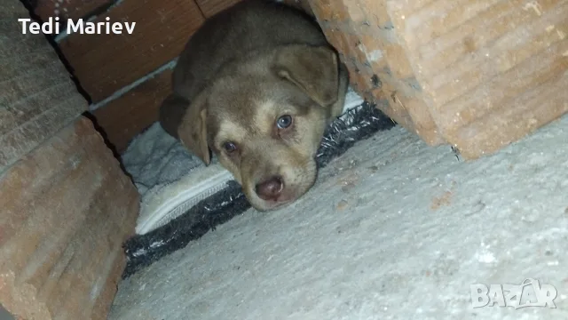 Продавам бебе кученце на 2 месеца! 🐶, снимка 3 - Каракачанска овчарка - 56483959