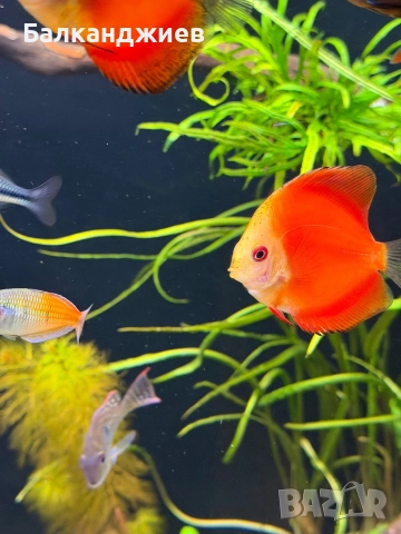 Продавам или разменям дискуси