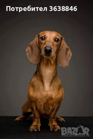 Дакел рубин, снимка 2 - Дакели - 49659227