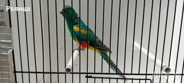 Многоцветен поен папагал, снимка 1