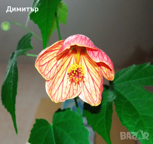 Абутилон / Стаен клен