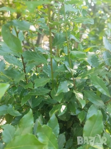 Пресен дафинов лист и сушени дафинови листа Лавър Дафина Розмарин - листа и семена, снимка 2 - Други - 48974659