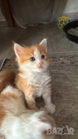 Ангорско Коте + Доставка €60. Домашни Котенца с Хигиенни Навици, снимка 4 - Ангорски - 40695376