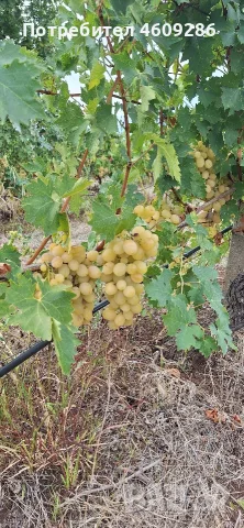 Продавам десертно грозде за ракия , снимка 2 - Домашни напитки - 56196232