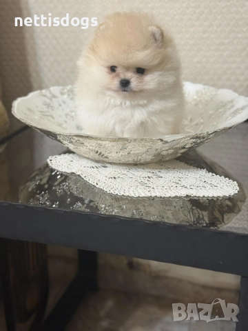 Истински мини померани с най късата муцунка , снимка 3 - Померан - 35342823