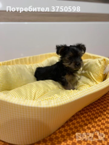 Йоркширски териер , снимка 1