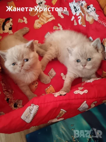 Продавам малки британски котенца, снимка 1