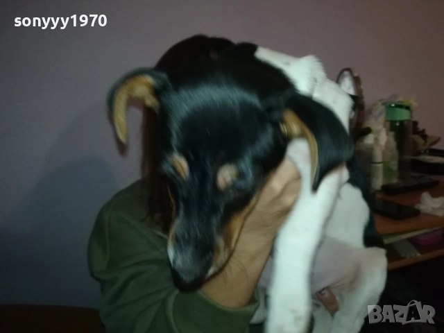 ВНУЧКА НА СНУПИ,ДЪЩЕРЯ НА ДЖАК ОТ ВИДИН 0412251506, снимка 5 - Джак ръсел териер - 52651296