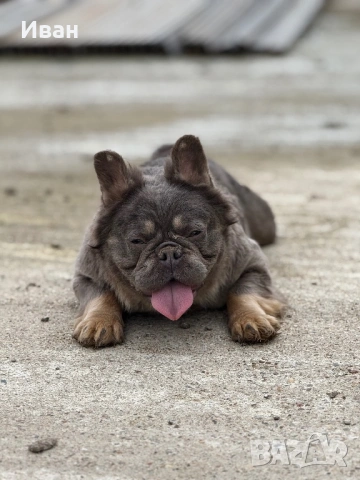 Френски Булдог, снимка 12 - Френски булдог - 53140354