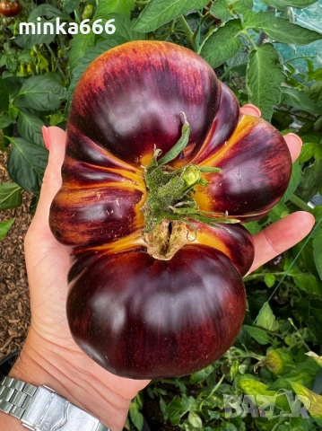 40бр.семена за шарени домати