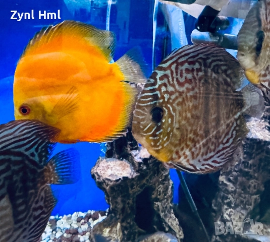 Риби Дискуси – група от 6бр.,здрави и красиви!, снимка 8 - Рибки - 52391837