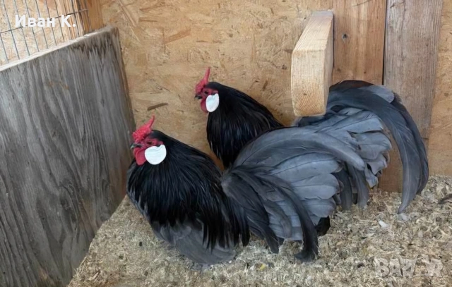 Продавам син Розкомби. , снимка 4 - Кокошки и пуйки - 53252380