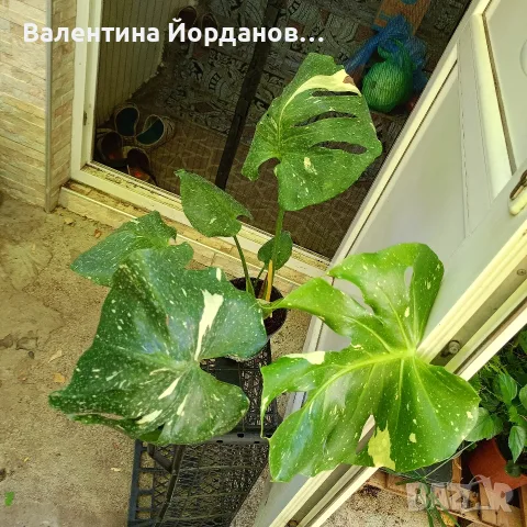 монстера стайно растение 