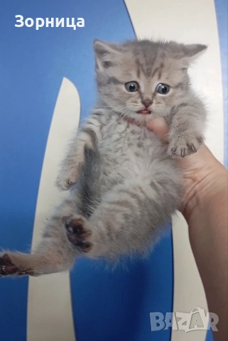 Британско коте, снимка 7 - Британска късокосместа - 54330863