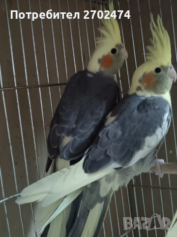 продавам папагали , снимка 2 - Папагали - 52909639