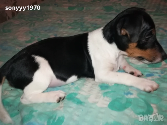 ДЖАК РЪСЕЛ-СЛАДУРАНА ОТ ВИДИН НА 90 ДЕНА 1911251523, снимка 9 - Джак ръсел териер - 52467496