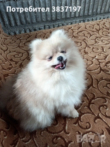 мъжки на 8 месеца , снимка 5 - Померан - 54030872