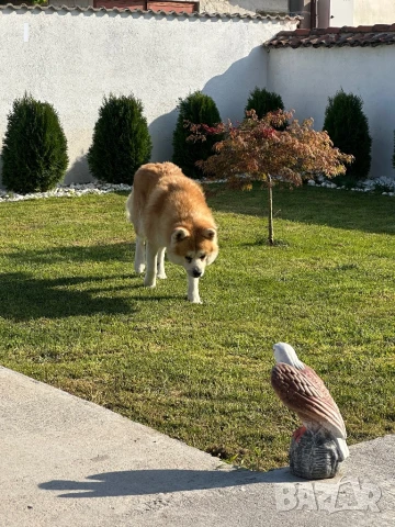 Акита ину , снимка 2 - Акита ину - 50579093