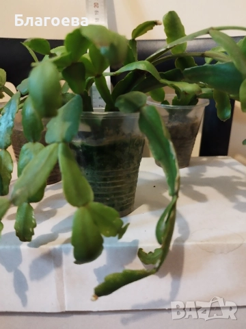 Мини Коледниче цикламено - стар сорт, снимка 3 - Стайни растения - 51996176