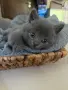 Сиви късокосмести британчета , снимка 2