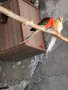 Пойни папагалчета, снимка 1 - Папагали - 42251983