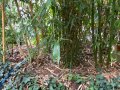 Бамбук различни видове, декоративни, бързорастящи, жив плет, ограда, снимка 5
