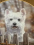 Колекционерска чиния от серия “Westies “., снимка 2