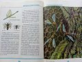 Ентомология в картинки - В.Танасийчук - 1987г. , снимка 6