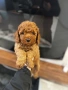 Той Пудел Момче  /Toy Poodle, снимка 7