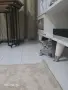 Британска късокосместа, снимка 2