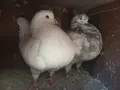 Американски Кинг, снимка 1