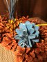LOVE MANDARINE 🍊 Подарък 💝 Цветя 🌼 Декорация 🎄 Ръчна изработка ⚒️, снимка 3