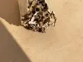 Парче дърво (плаващо дърво или парче плаващо дърво)., снимка 2