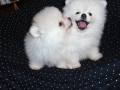 Продавам две мини померанчета момчета, снимка 3
