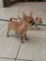 чихуахуа, снимка 3